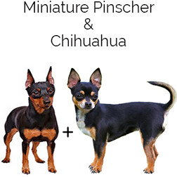 Chi Pin Dog